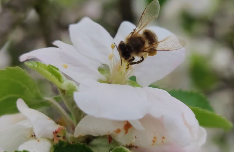 Dziś Światowy Dzień Pszczoły